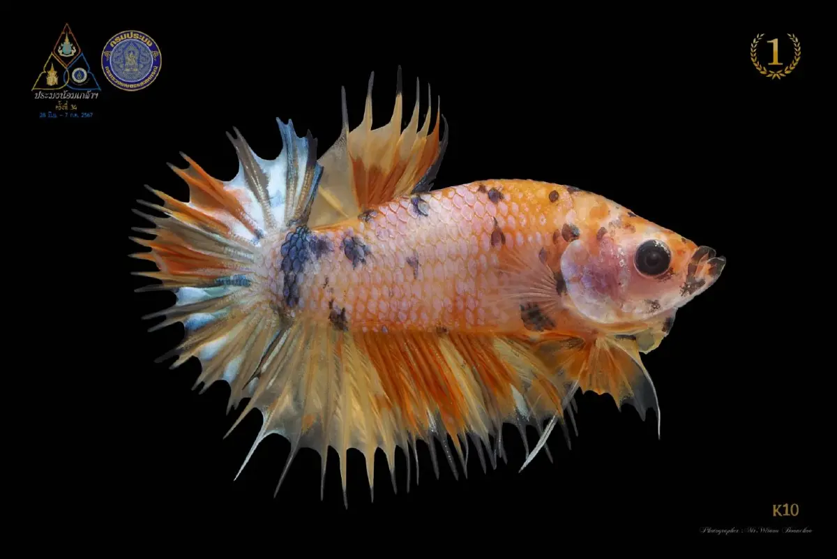 กรมประมง ดันส่งออกปลากัดไทย เป้าผู้นำการผลิตและการค้าปลาสวยงาม