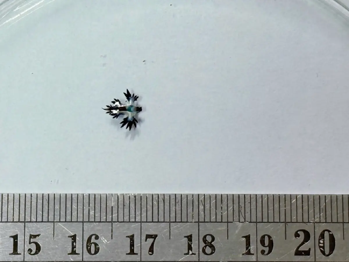 สวยสังหาร มังกรทะเลสีน้ำเงิน Blue Dragon บุกหาดกะรน พิษร้ายถึงตาย