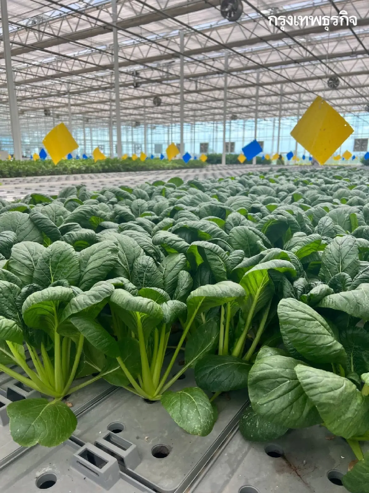 พลิกฟื้น ‘เกษตรกรรม’ ใน ‘ซินเจียง’ ด้วยเทคโนโลยี