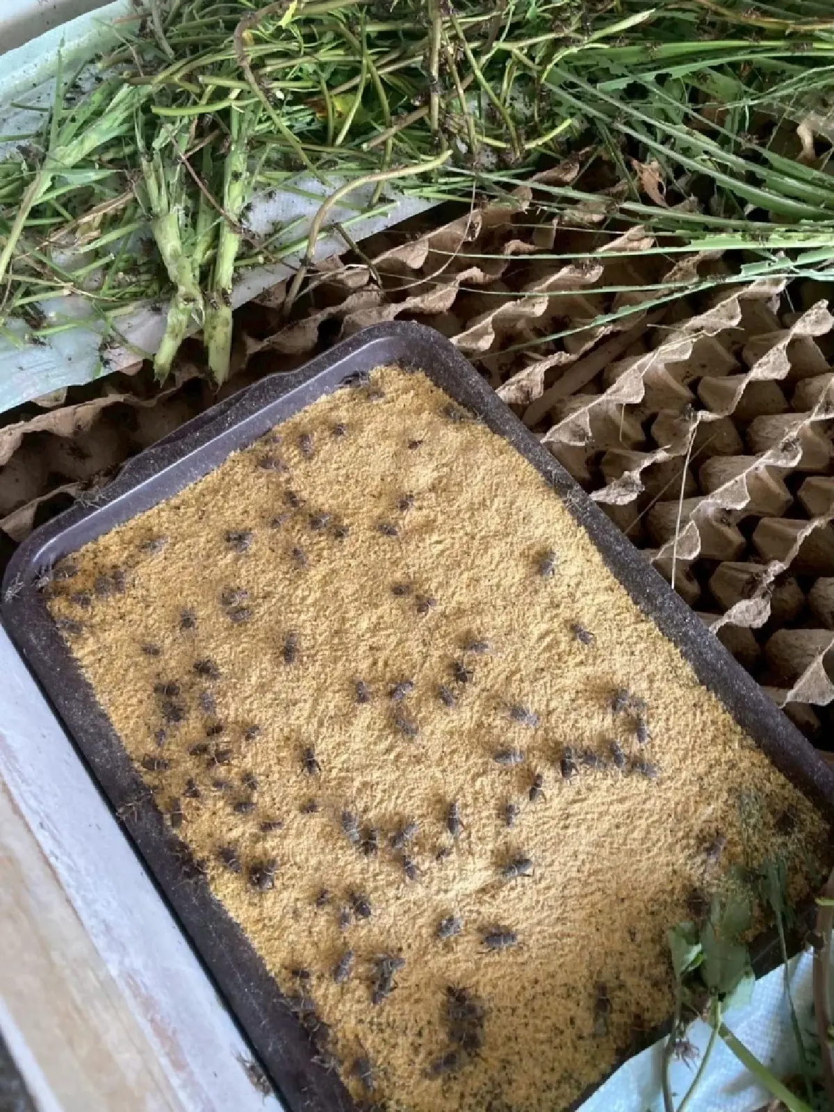 กระทรวงเกษตรฯ หนุน เกษตรกรสร้างรายได้จากสมุนไพร แมลงเศรษฐกิจ