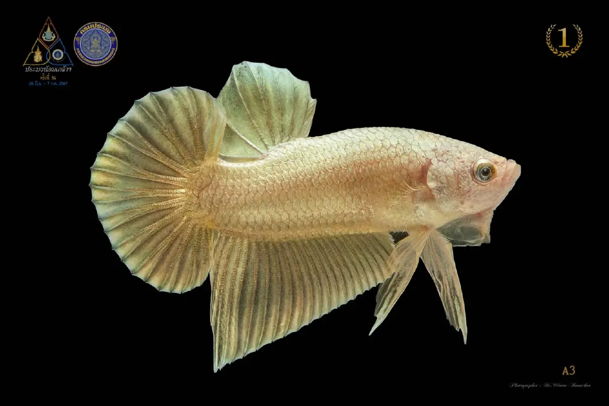 กรมประมง ดันส่งออกปลากัดไทย เป้าผู้นำการผลิตและการค้าปลาสวยงาม