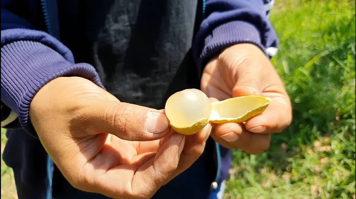 ลำไยล้นตลาด 2568 เกษตรกรเตรียมรับมือ ราคาตกต่ำ หรือ พารวย?