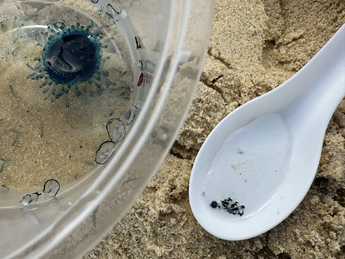 สวยสังหาร มังกรทะเลสีน้ำเงิน Blue Dragon บุกหาดกะรน พิษร้ายถึงตาย