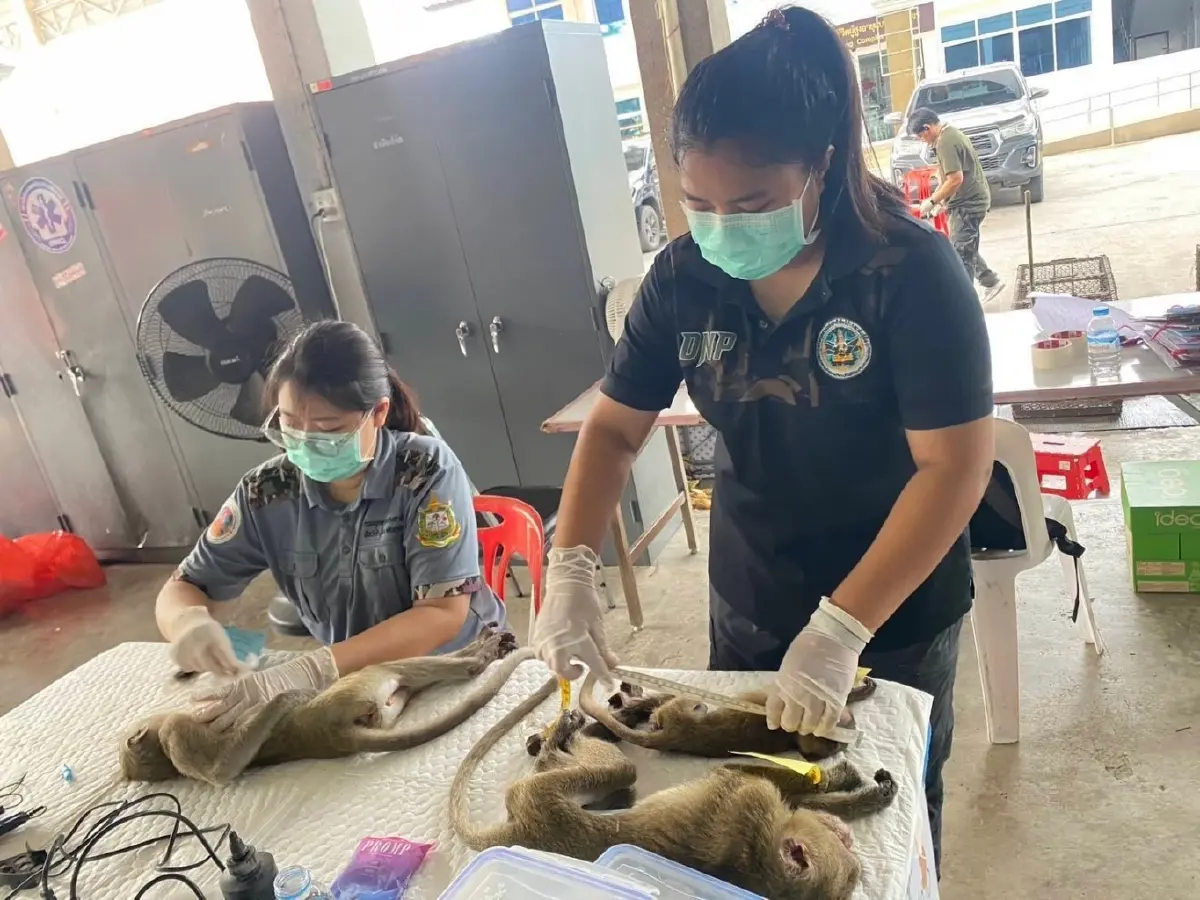 \'กรมอุทยานฯ\' ชูโมเดลแก้ปัญหาวิกฤติลิงสำเร็จ พร้อมขยายผลทั่วประเทศ
