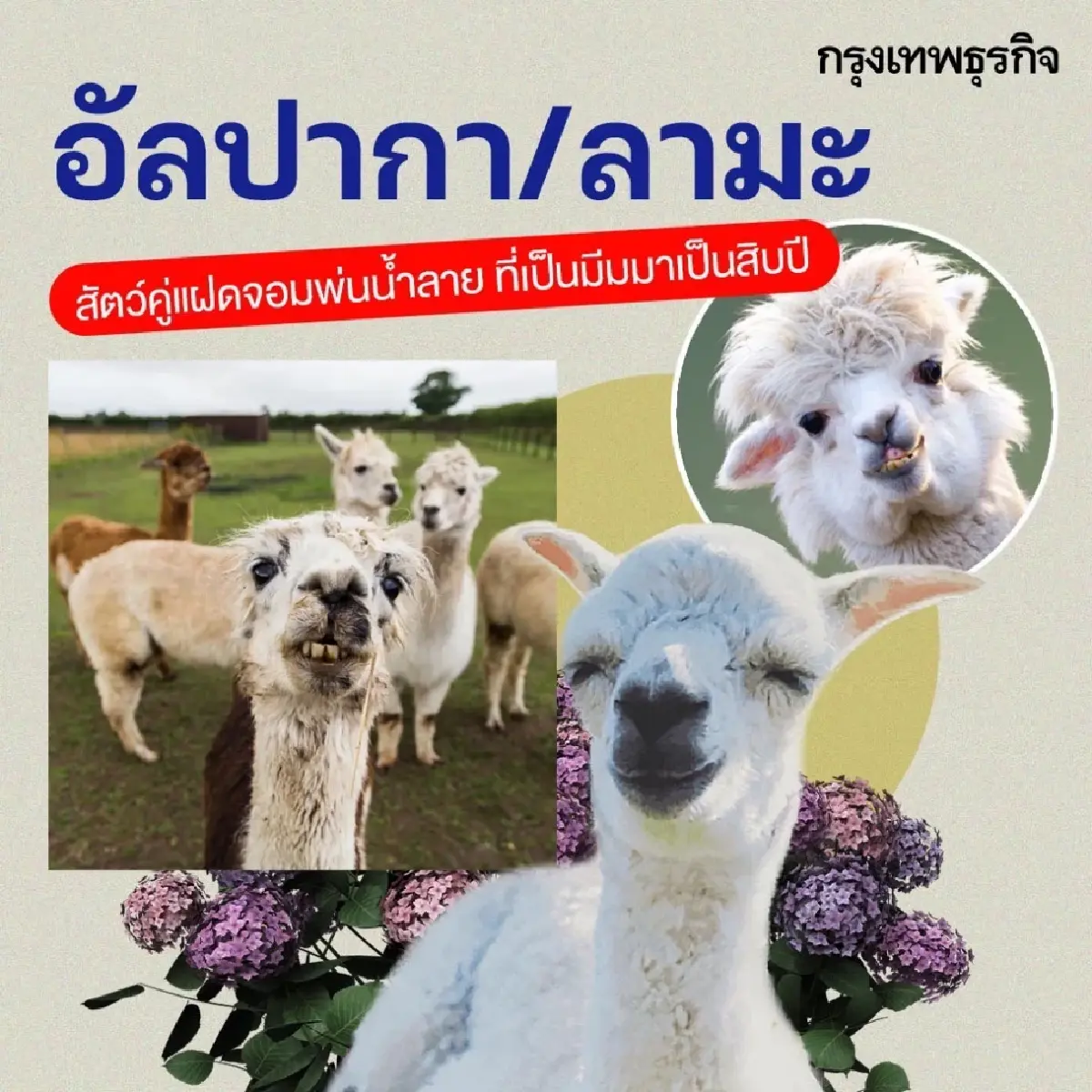 ทำความรู้จัก 10 สัตว์โลกสุดมีม ที่ชาวโซเชียลหลงรัก