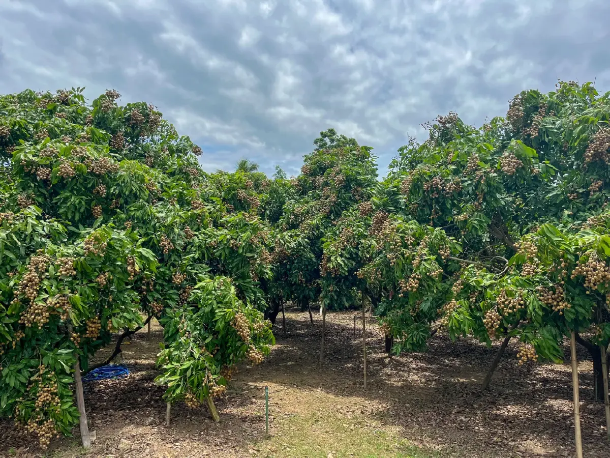 เกษตรฯชวนกินลำไยปี 68 หลังอากาศหนาว  ไม่กระทบแล้ง ทำผลผลิตพุ่ง 12 %