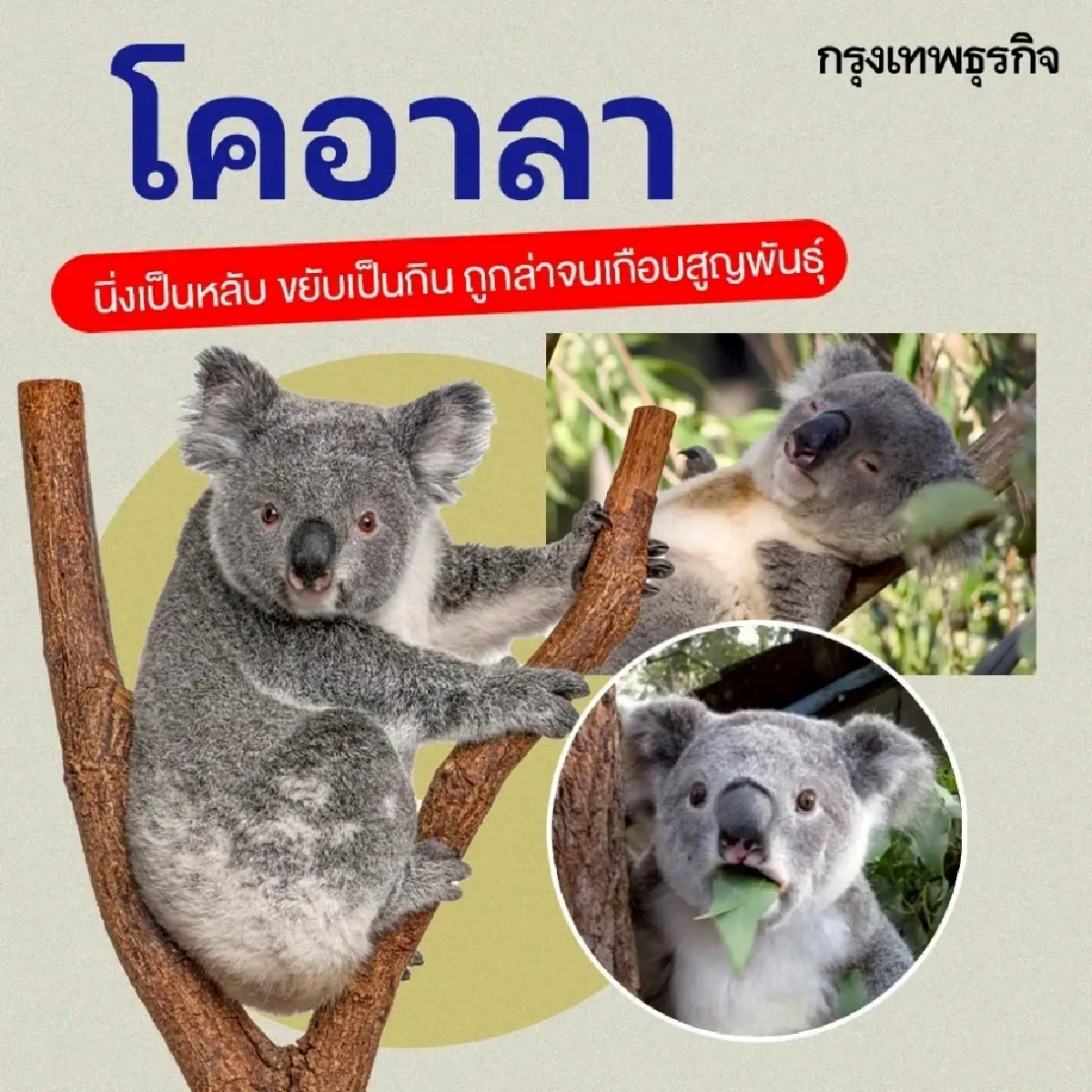 ทำความรู้จัก 10 สัตว์โลกสุดมีม ที่ชาวโซเชียลหลงรัก