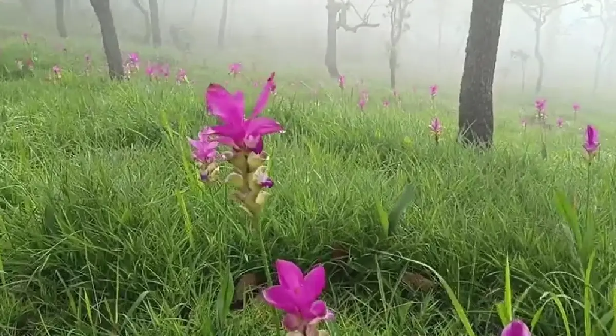 เส้นทางท่องเที่ยว ชมทุ่งดอกกระเจียว ชัยภูมิ บานสะพรั่งในช่วงฤดูฝน