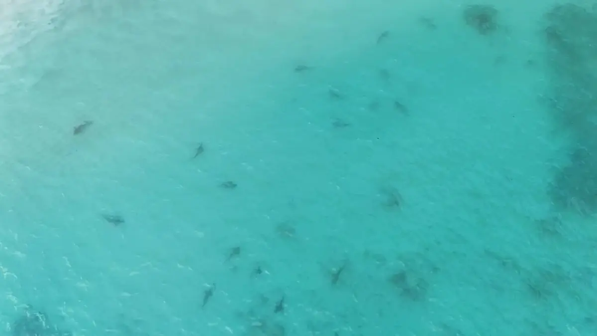 ฝูง 'ฉลามครีบดำ' นับร้อย โผล่อ่าวมาหยา ชี้คืนชีพแหล่งท่องเที่ยวดัง