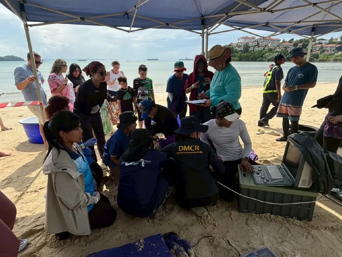 'กรมทะเล' สำรวจพร้อมตรวจสุขภาพ 'เต่าทะเลฝั่งอันดามัน'