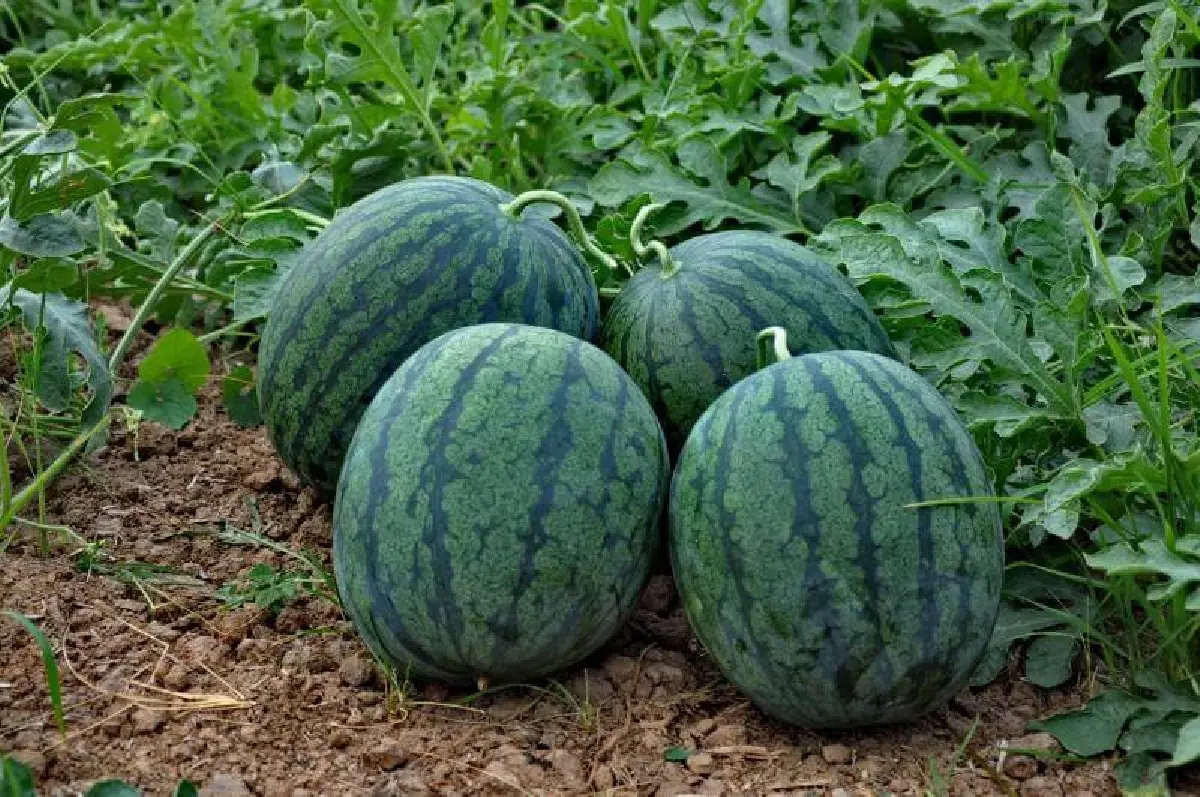 กรมส่งเสริมสหกรณ์ หนุนกระจายผลไม้ ปี 68 ผ่านเครือข่ายสหกรณ์