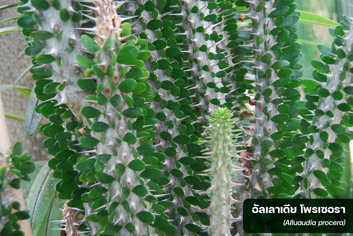 กรมวิชาการเกษตร ห้ามส่งออกกระบองเพชร ผิดกฎไซเตส มีโทษทั้งปรับและจำ