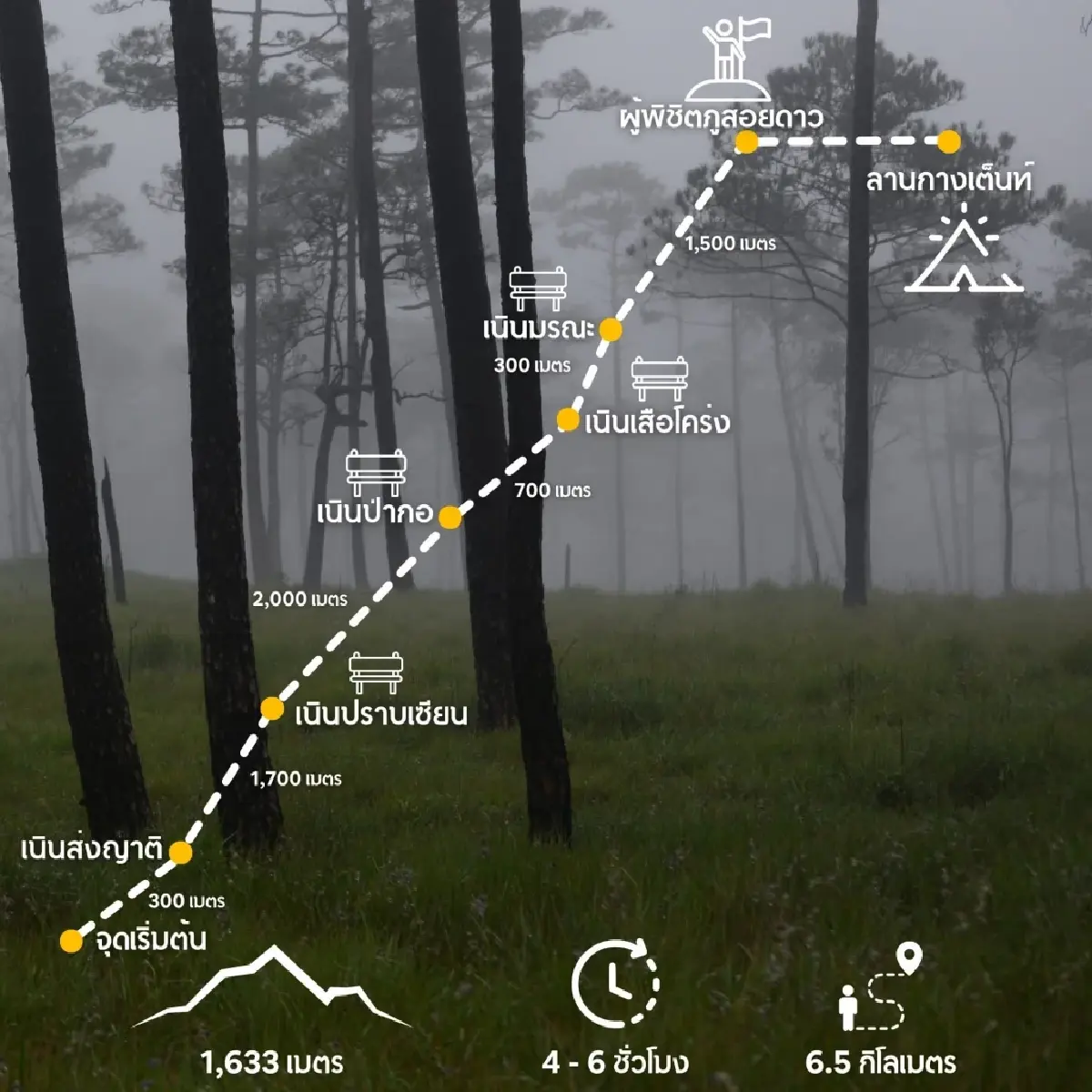 อช.ภูสอยดาว เปิดแล้ว พร้อมรับนทท.พิชิตป่าลานสน ชมทุ่งดอกหงอนนาค
