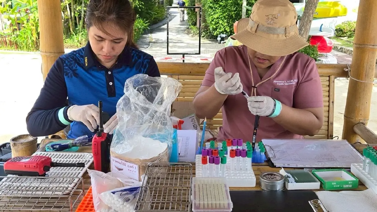 'กรมทะเล' สำรวจพร้อมตรวจสุขภาพ 'เต่าทะเลฝั่งอันดามัน'