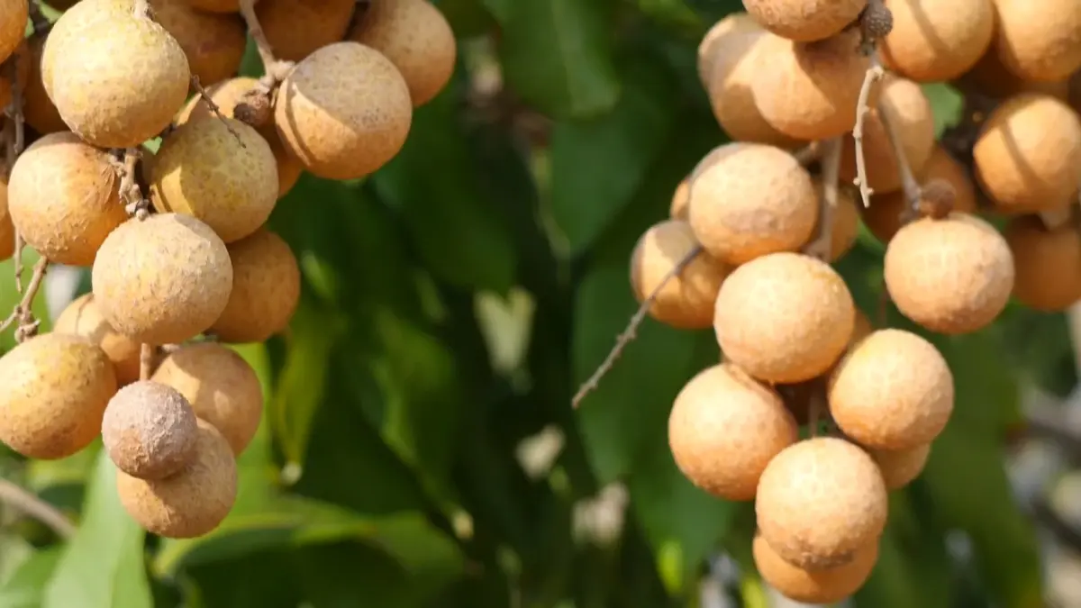 ลำไยล้นตลาด 2568 เกษตรกรเตรียมรับมือ ราคาตกต่ำ หรือ พารวย?