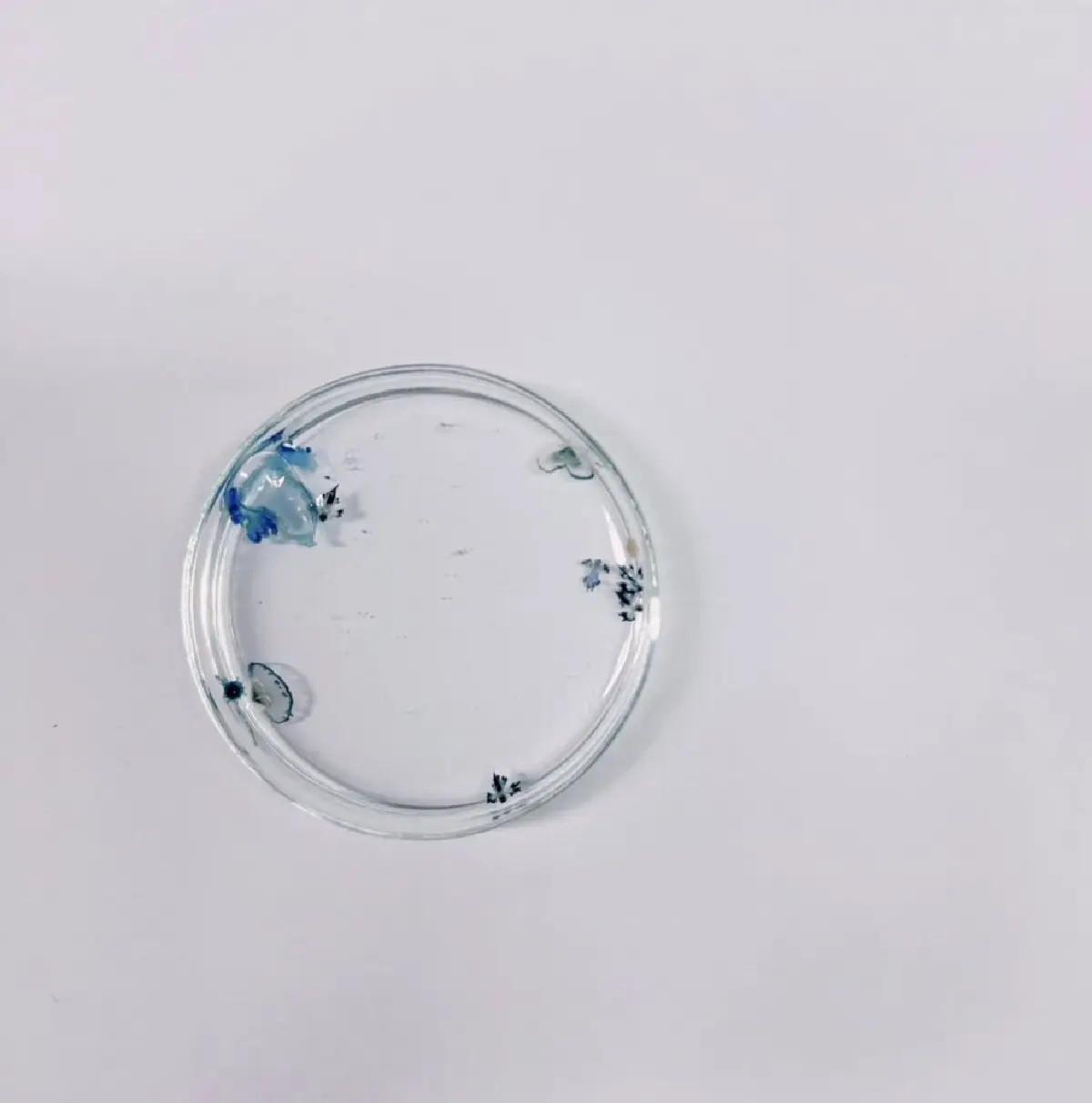 แมงกะพรุนหัวขวด โผล่เกลื่อนหาดภูเก็ต นักท่องเที่ยวต้องระวัง