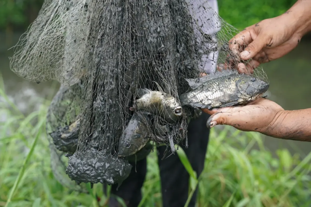 เกษตรกรสมุทรสงครามปล่อยปลากะพงขาว กำจัดปลาหมอคางดำในบ่อเลี้ยงหอยแครง
