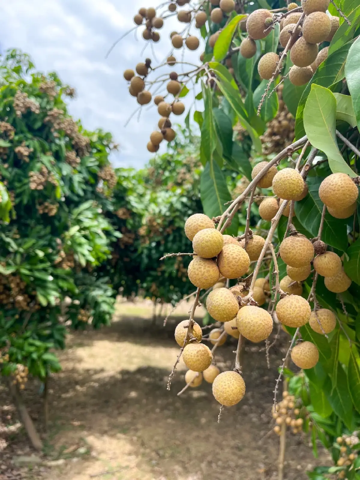 เกษตรฯชวนกินลำไยปี 68 หลังอากาศหนาว  ไม่กระทบแล้ง ทำผลผลิตพุ่ง 12 %