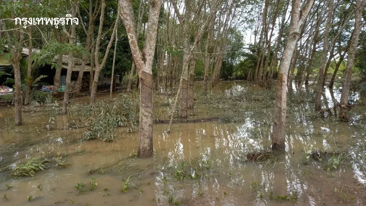 กยท. เตรียมจ่ายเงินเยียวยาเกษตรกรสวนยาง ที่ประสบภัย รายละ 3,000 บาท