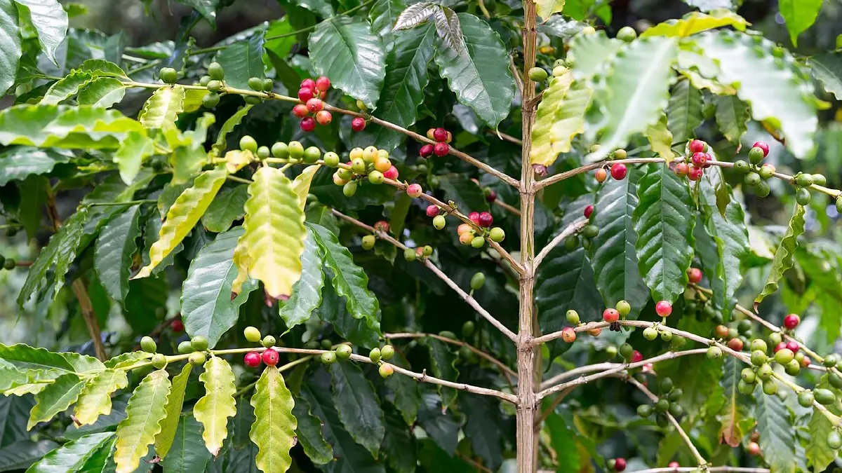 หลอกกันเล่นหรือเปล่า? พาณิชย์สหรัฐปูดข่าว ทรัมป์ไม่เก็บภาษีกาแฟ!