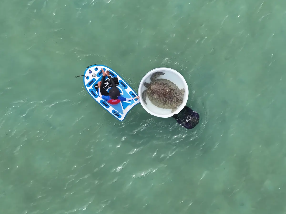 'กรมทะเล' สำรวจพร้อมตรวจสุขภาพ 'เต่าทะเลฝั่งอันดามัน'