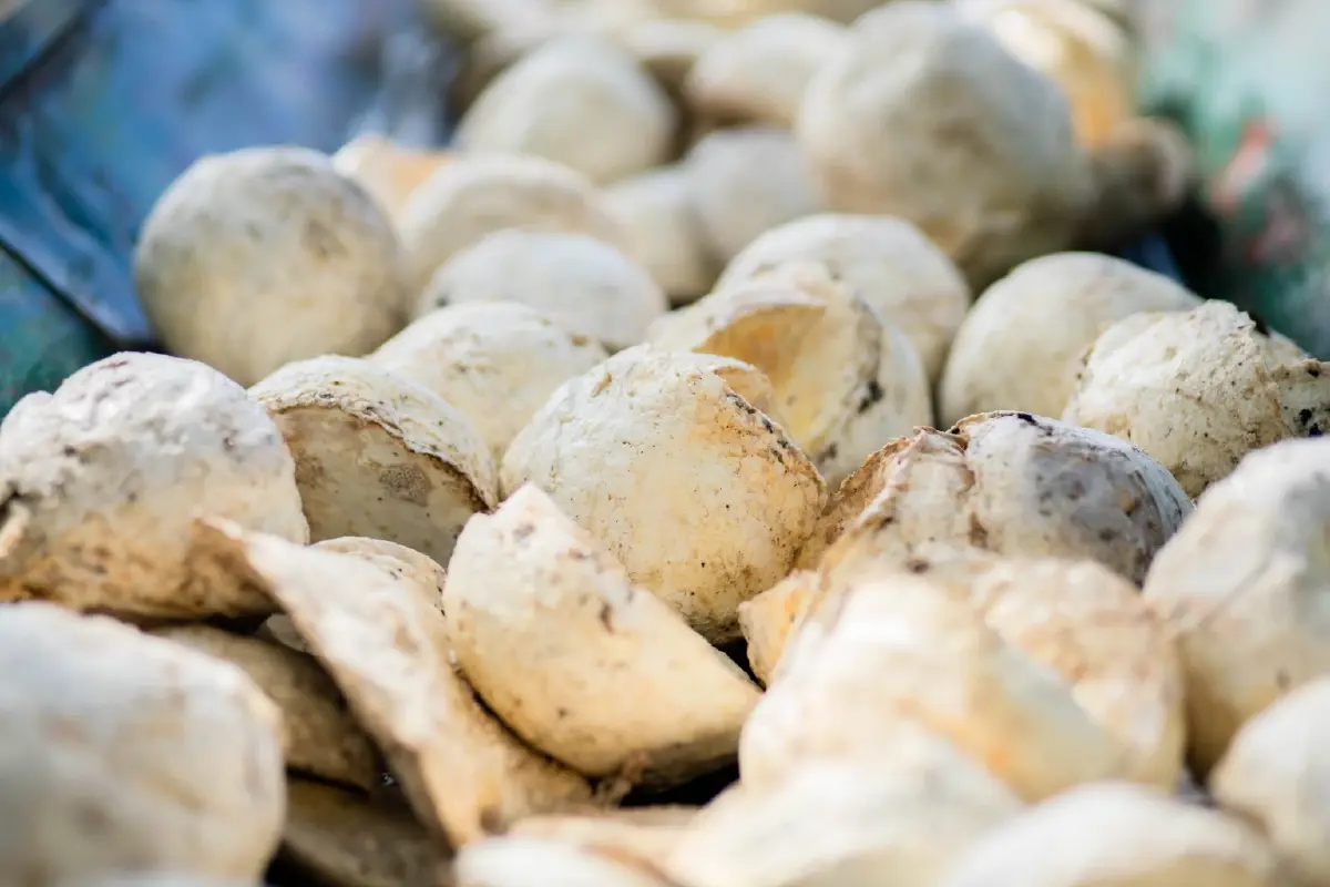 ชาวสวนยาง ร้องกระทรวงเกษตรกรคนใหม่ แก้ราคาตกต่ำ เร่งประชุม กนย.