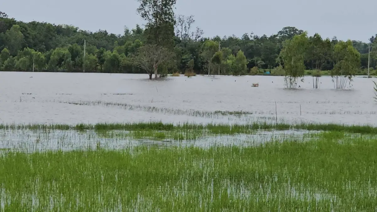 นครพนมวิกฤต น้ำโขงหนุนสูง 7 อำเภอท่วมหนัก ชาวบ้านเฝ้าระวัง 24 ชม.