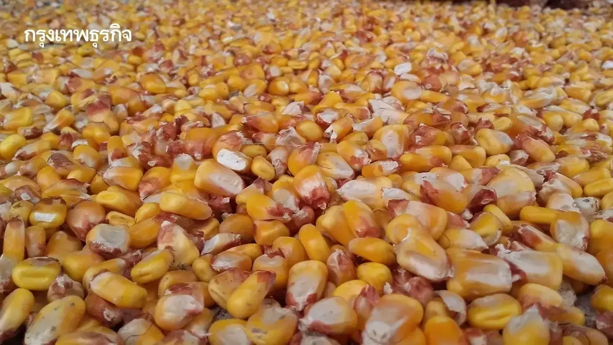 อาหารสัตว์แพงขึ้น เปิดนโยบาย ก.เกษตรฯ ช่วยเกษตรกรไทยได้จริงหรือ