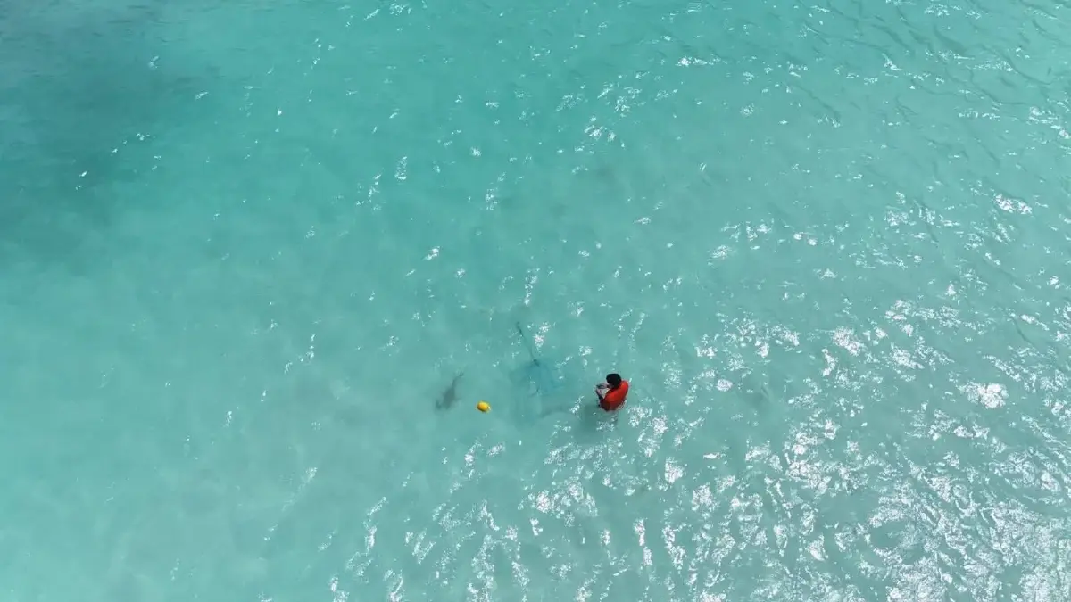 ฝูง 'ฉลามครีบดำ' นับร้อย โผล่อ่าวมาหยา ชี้คืนชีพแหล่งท่องเที่ยวดัง