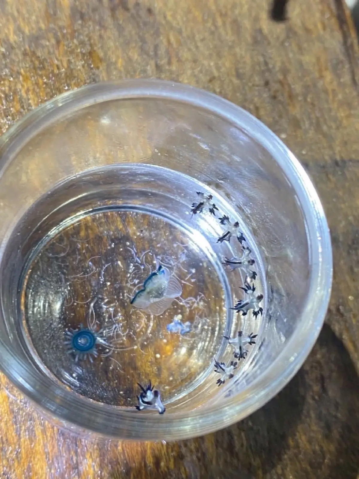 สวยสังหาร มังกรทะเลสีน้ำเงิน Blue Dragon บุกหาดกะรน พิษร้ายถึงตาย