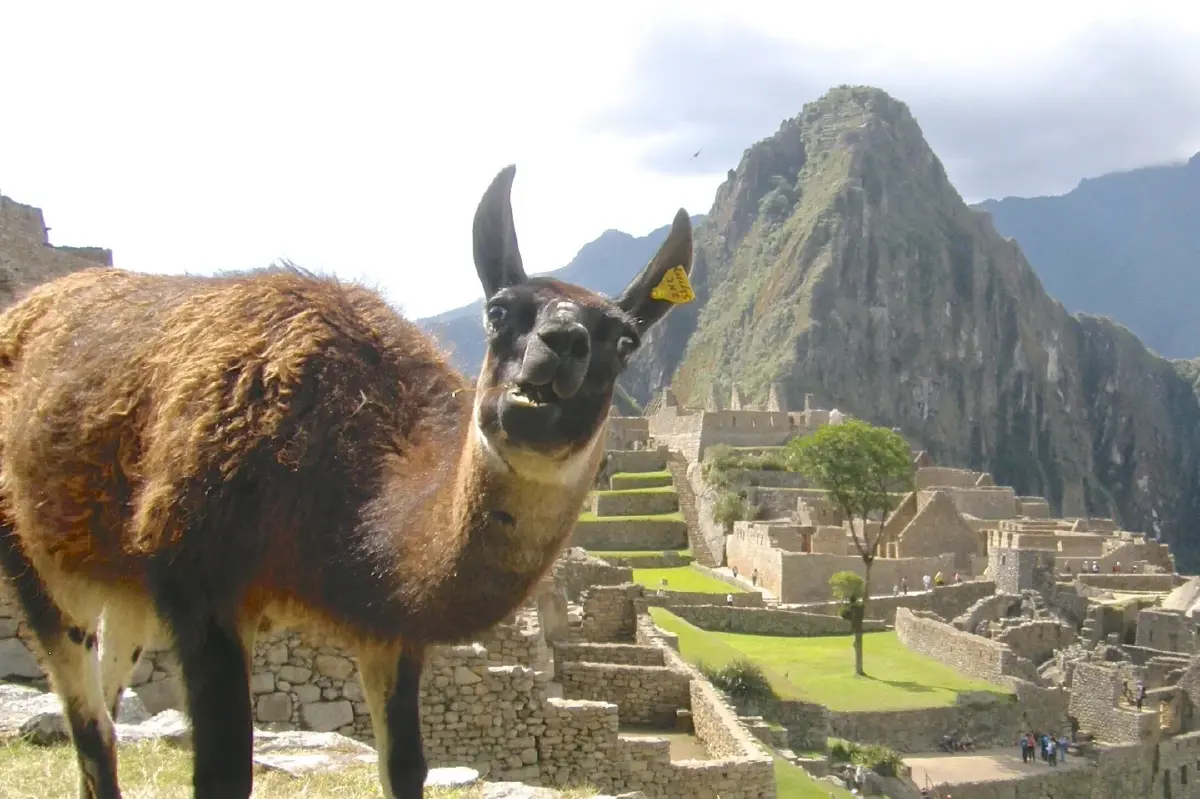 ทำความรู้จัก 10 สัตว์โลกสุดมีม ที่ชาวโซเชียลหลงรัก