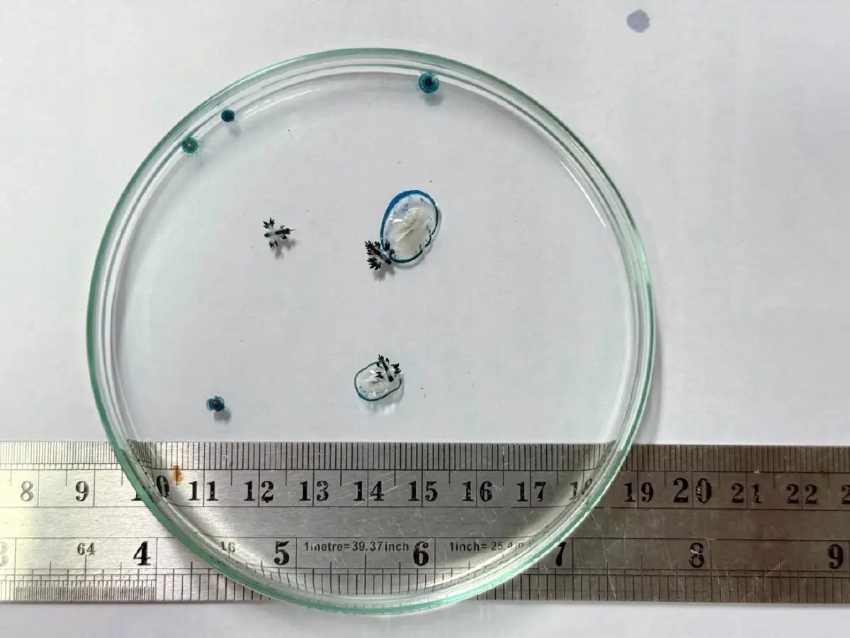 สวยสังหาร มังกรทะเลสีน้ำเงิน Blue Dragon บุกหาดกะรน พิษร้ายถึงตาย