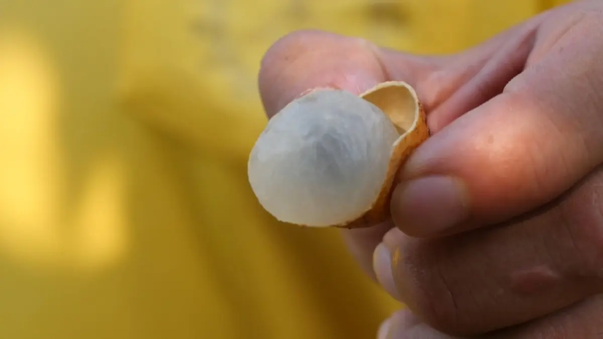 เช็กเลย ใครได้บ้าง เงินช่วยเหลือสวนลำไย 2568 รัฐจ่ายไร่ละ 1400 บาท