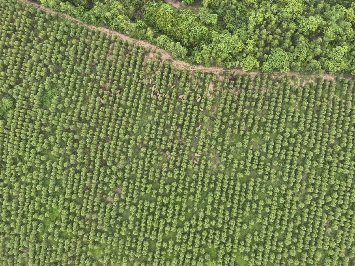 เผยภาพ ช้างป่า ยกโขลง 70 ตัว บุกกินพืชผลเกษตร จนท.เร่งผลักดันกลับ