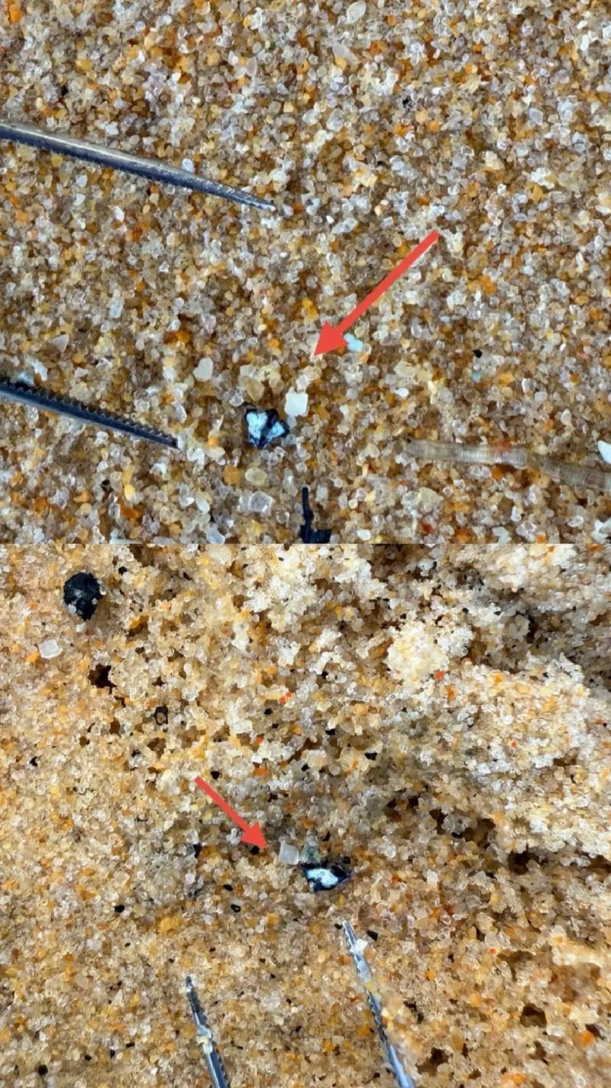 สวยสังหาร มังกรทะเลสีน้ำเงิน Blue Dragon บุกหาดกะรน พิษร้ายถึงตาย