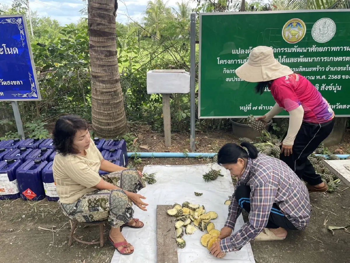 กรมพัฒนาที่ดิน ชี้ ‘น้ำหมักชีวภาพสูตรปลาหมอคางดำ’ ทำผลผลิตพุ่งฟื้น ระบบนิเวศ