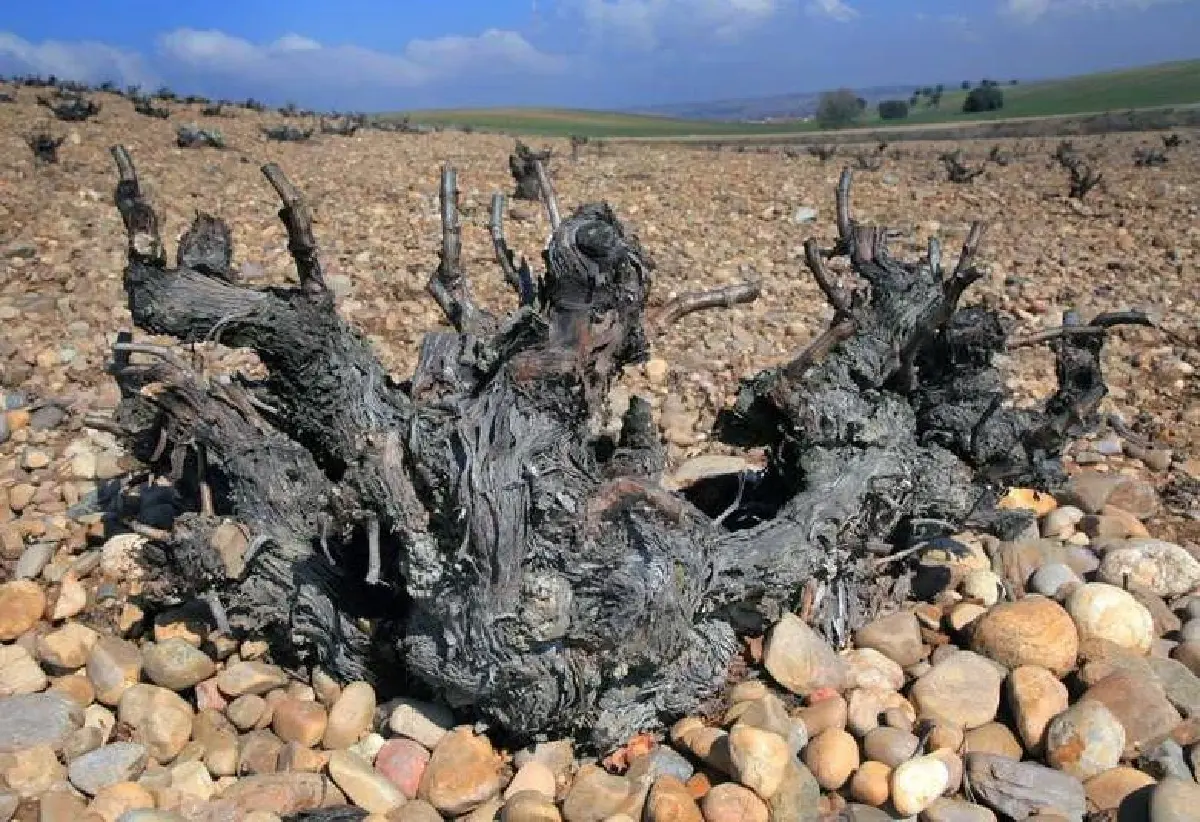 “โตโร” ไวน์สเปนพลังกระทิง