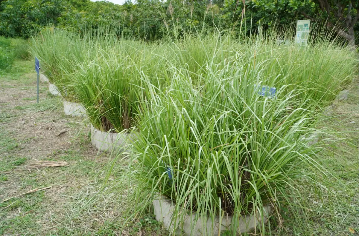 ไทยยกระดับ ‘หญ้าแฝก’ สู่เวทีโลก เชื่อมโยงภูมิปัญญา การฟื้นฟู