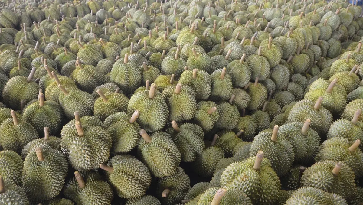 มกอช.วางกฎบังคับ ล้งทุเรียน ต้องมีใบอนุญาตก่อนส่งออก