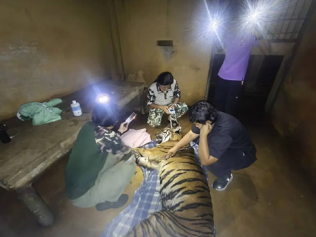 เศร้า 'ต้าร์สอง' เสือโคร่ง วัย 17 ปี ป่วยมะเร็งเต้านม เสียชีวิตแล้ว