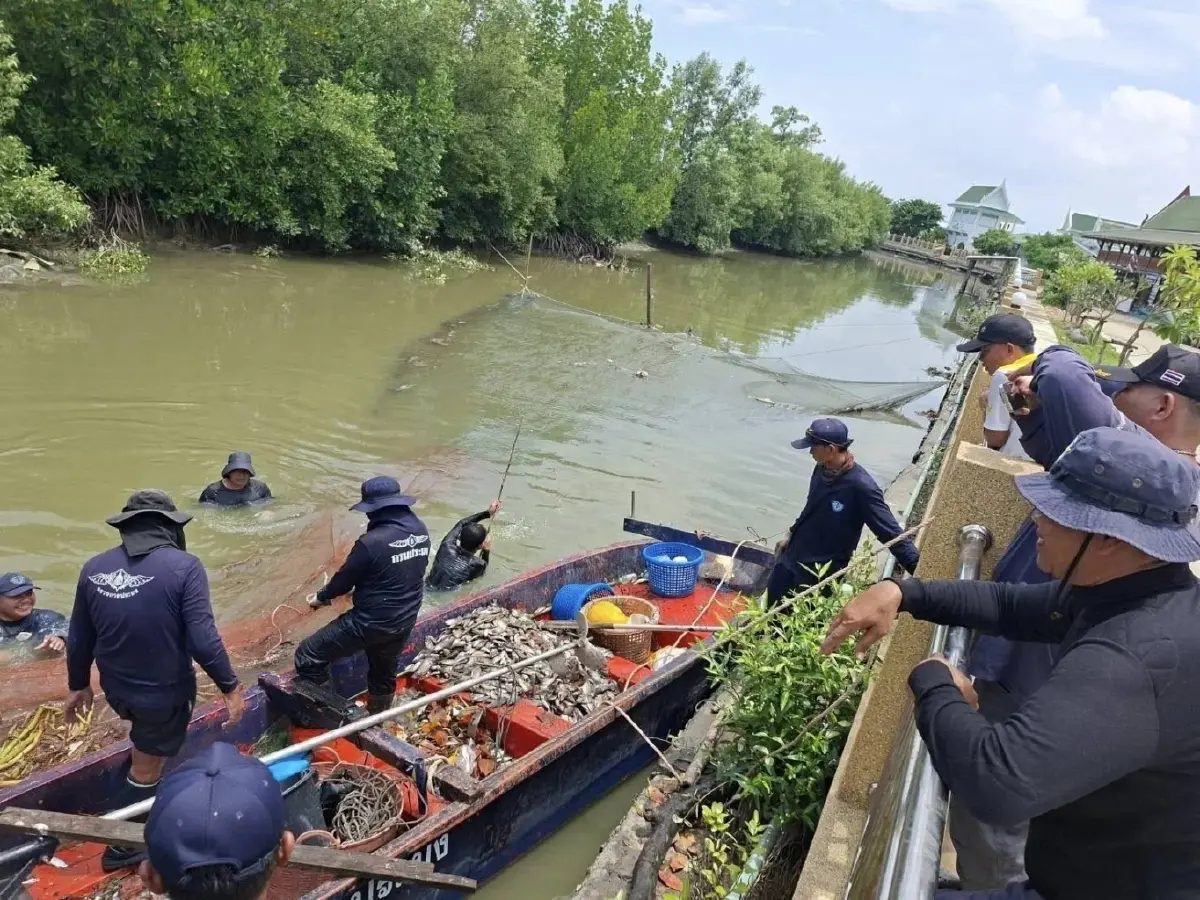 'ปลาหมอคางดำ' ความจริงที่หายไป ไม่มีข้อมูล ไม่จ่ายเงินชดเชย'