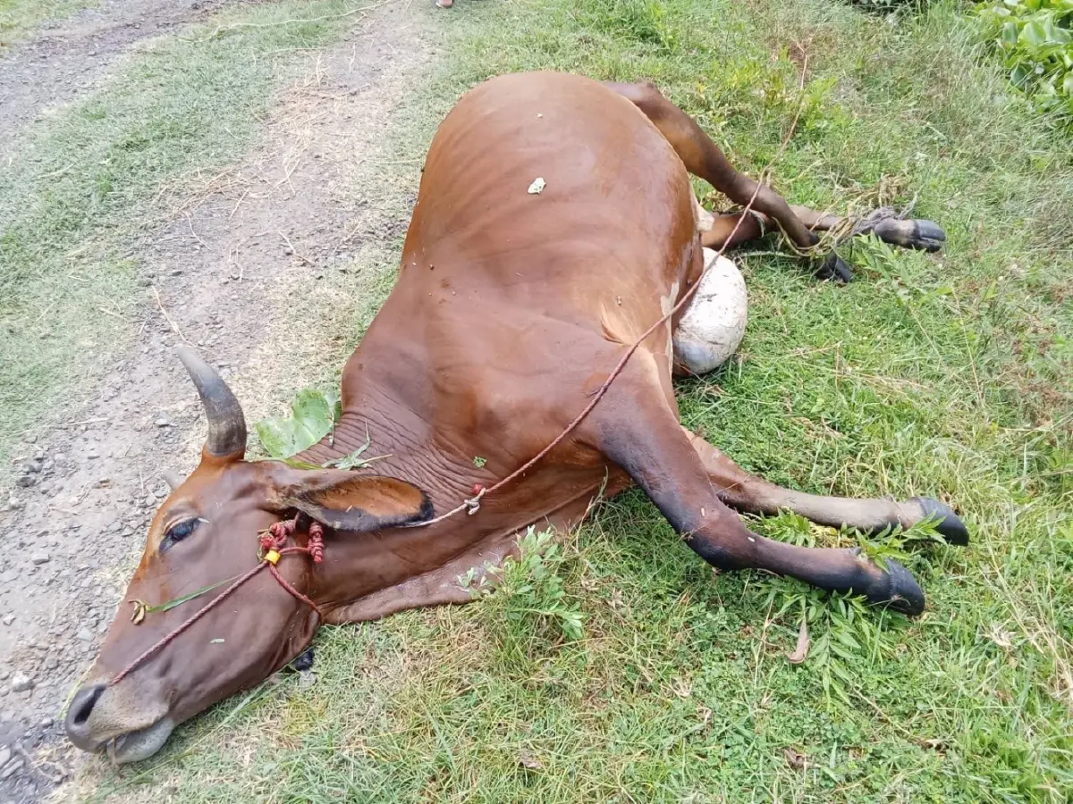 เกษตรฯ เร่งช่วยเกษตรกรชายแดนไทย- เขมร พร้อมจ่ายค่าชดเชยผลกระทบจากเหตุปะทะ