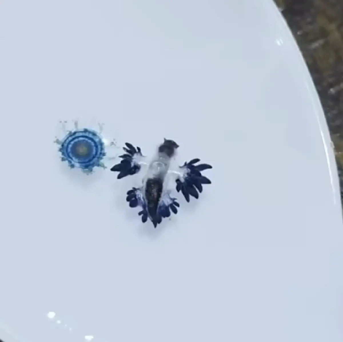 สวยสังหาร มังกรทะเลสีน้ำเงิน Blue Dragon บุกหาดกะรน พิษร้ายถึงตาย