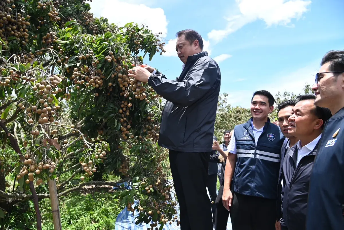 พาณิชย์ วาง 8 มาตรการดูดซับลำไย 2.5 แสนตัน   ป้องกันราคาตกหลังผลผลิตเพิ่มกว่า 1 ล้านตัน