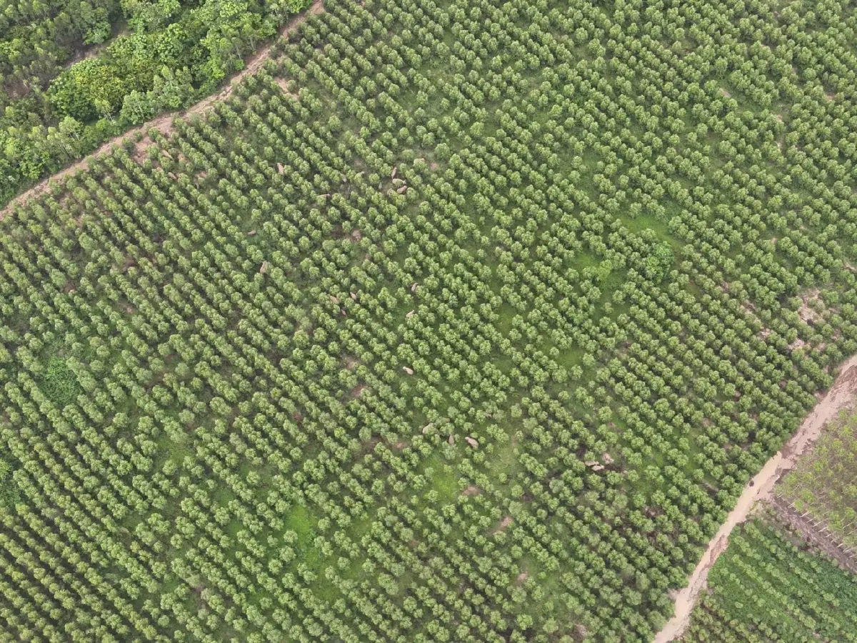 เผยภาพ ช้างป่า ยกโขลง 70 ตัว บุกกินพืชผลเกษตร จนท.เร่งผลักดันกลับ