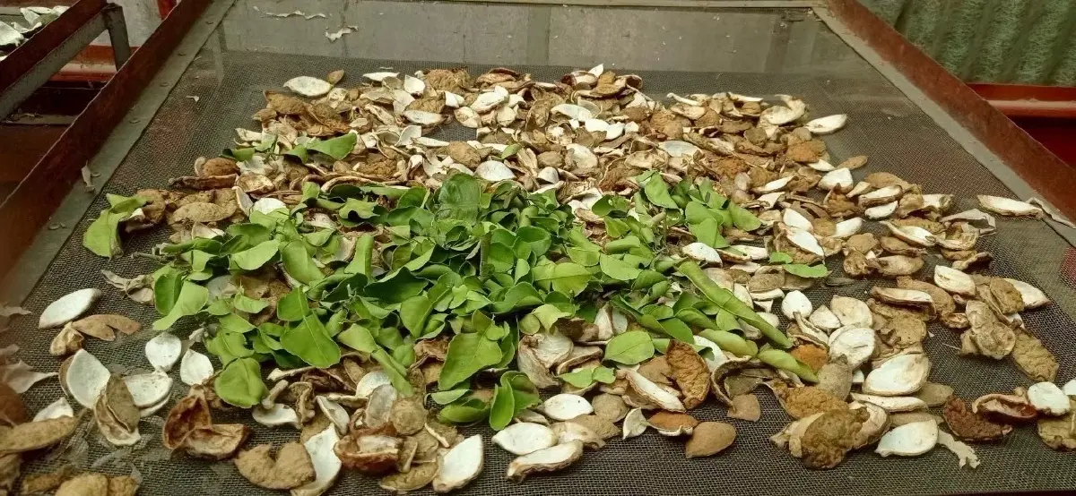 กระทรวงเกษตรฯ หนุน เกษตรกรสร้างรายได้จากสมุนไพร แมลงเศรษฐกิจ