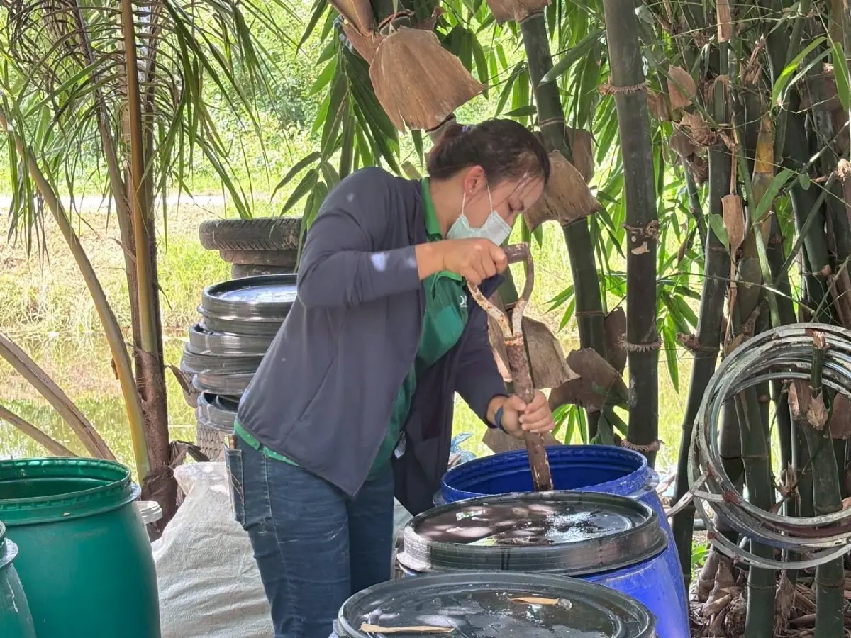 กรมพัฒนาที่ดิน ชี้ ‘น้ำหมักชีวภาพสูตรปลาหมอคางดำ’ ทำผลผลิตพุ่งฟื้น ระบบนิเวศ