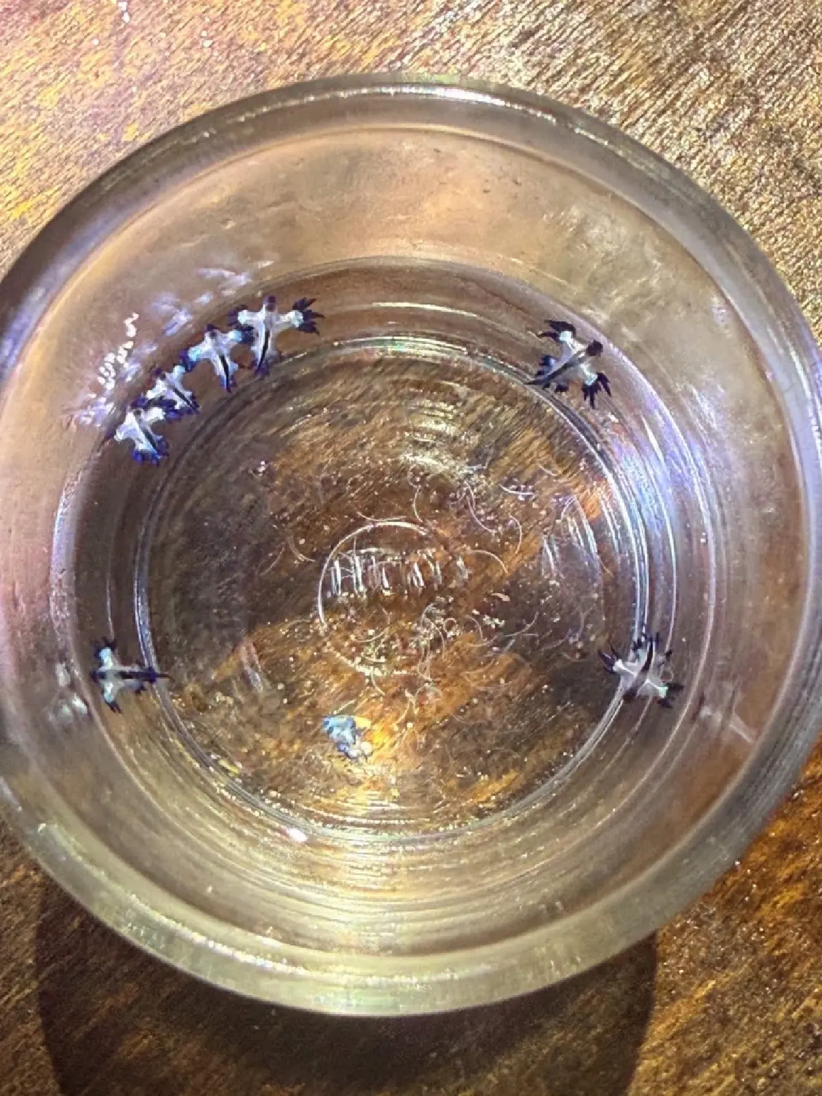 สวยสังหาร มังกรทะเลสีน้ำเงิน Blue Dragon บุกหาดกะรน พิษร้ายถึงตาย