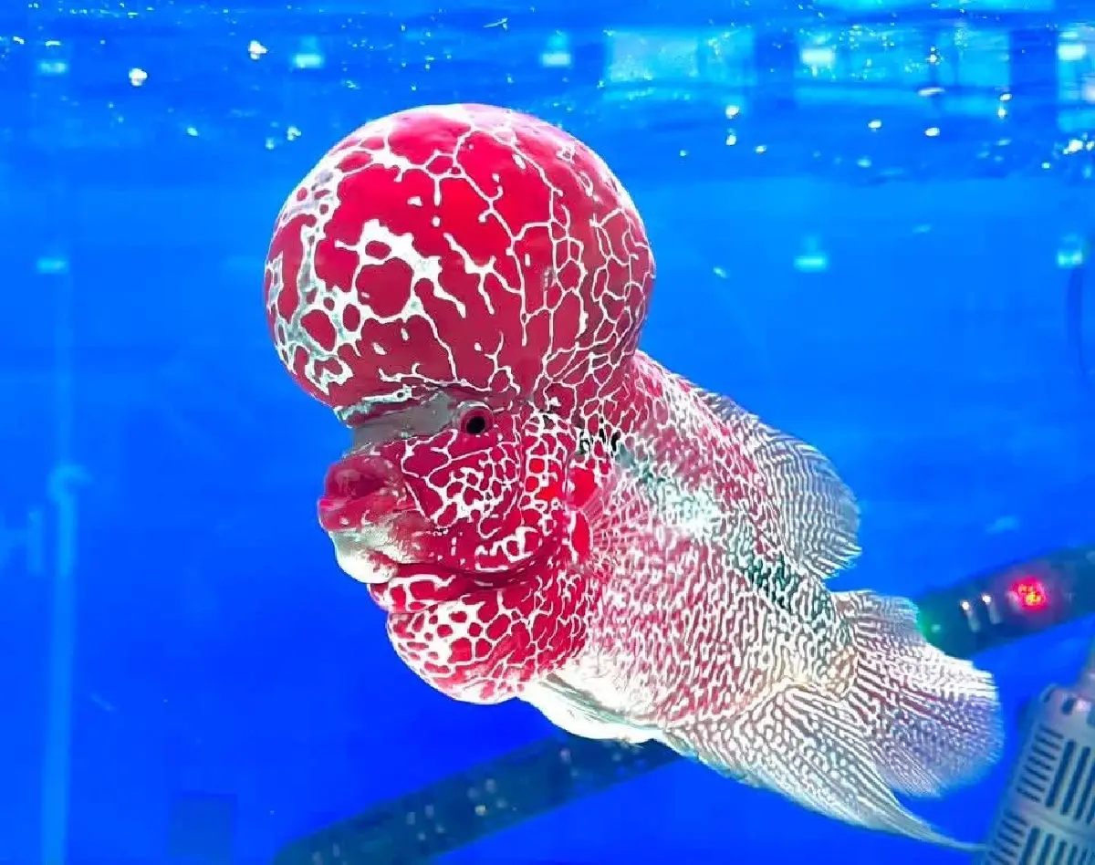 กรมประมง ดันส่งออกปลากัดไทย เป้าผู้นำการผลิตและการค้าปลาสวยงาม