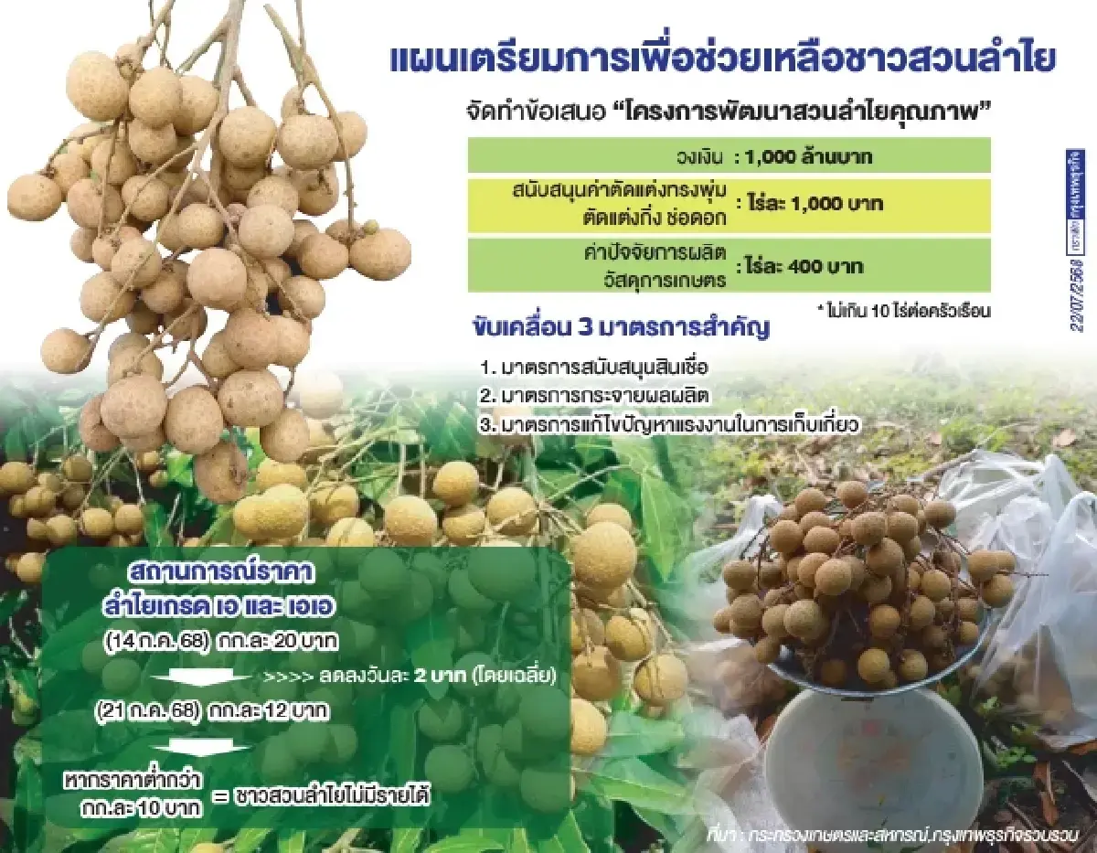 เช็กเลย ใครได้บ้าง เงินช่วยเหลือสวนลำไย 2568 รัฐจ่ายไร่ละ 1400 บาท